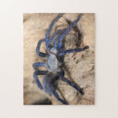 Cobalt Blue Tarantula Spider Legpuzzel (Verticaal)