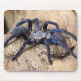 Cobalt Blue Tarantula Spider Muismat