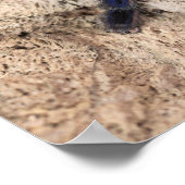 Cobalt Blue Tarantula Spider Poster (Hoek)