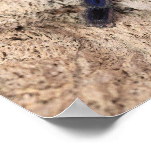 Cobalt Blue Tarantula Spider Poster (Hoek)