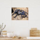 Cobalt Blue Tarantula Spider Poster (Keuken)