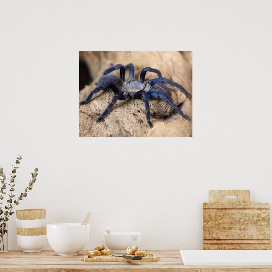 Cobalt Blue Tarantula Spider Poster (Keuken)
