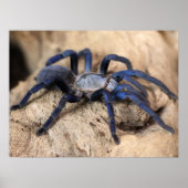 Cobalt Blue Tarantula Spider Poster (Voorkant)
