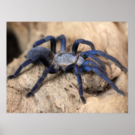Cobalt Blue Tarantula Spider Poster