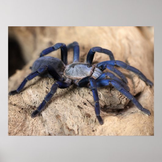 Cobalt Blue Tarantula Spider Poster (Voorkant)