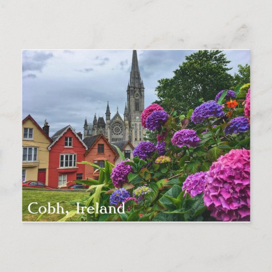 Cobh Ierland, Hydrangea hortensia's, Briefkaart (Voorkant)