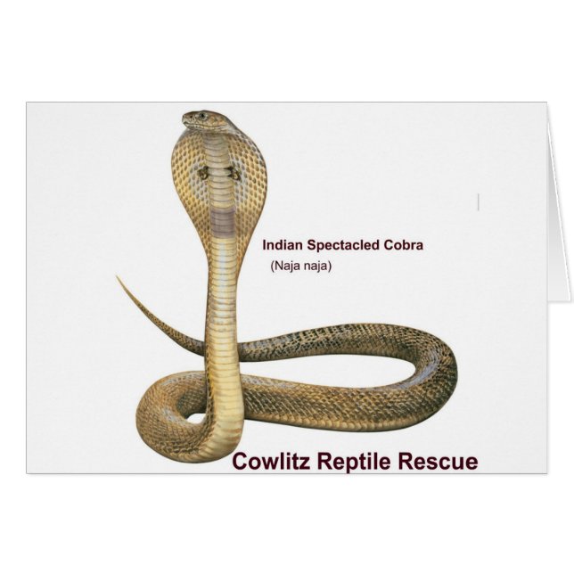 Cobra (Voorkant Horizontaal)