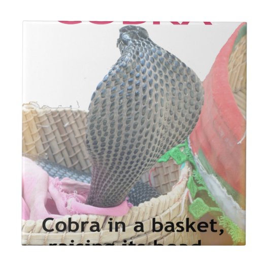 Cobra in Basket Art Print Tegeltje (Voorkant)