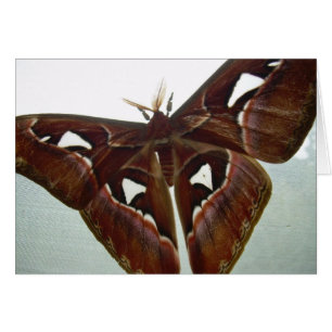 Cobra Moth