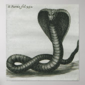 Cobra Poster (Voorkant)