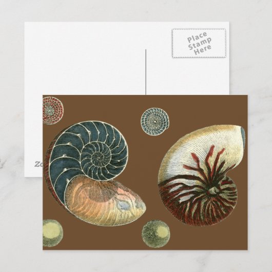 Coca Shell Briefkaart (Voorkant / Achterkant)