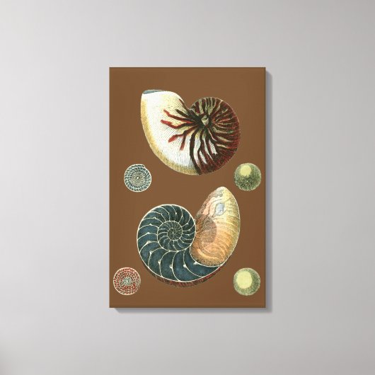 Coca Shell Canvas Afdruk (Voorkant)