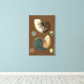 Coca Shell Canvas Afdruk (Insitu (Houten vloer))