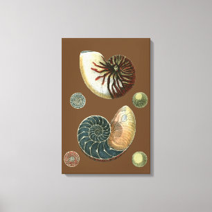 Coca Shell Canvas Afdruk