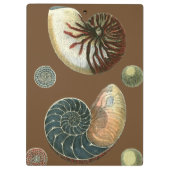 Coca Shell Klembord (Achterkant)