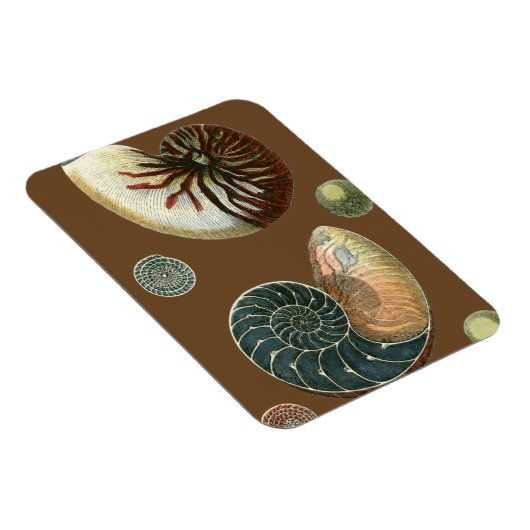 Coca Shell Magneet (Rechterzijde)