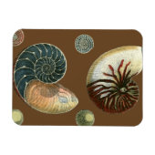 Coca Shell Magneet (Horizontaal)