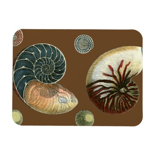 Coca Shell Magneet (Horizontaal)