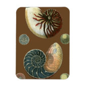 Coca Shell Magneet (Verticaal)