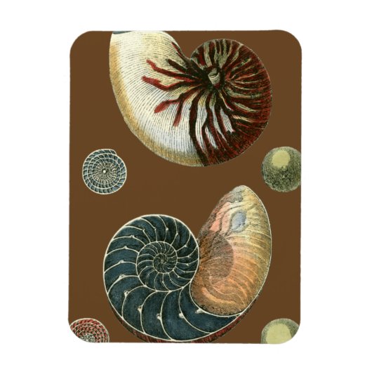 Coca Shell Magneet (Verticaal)