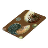 Coca Shell Magneet (Linkerzijde)