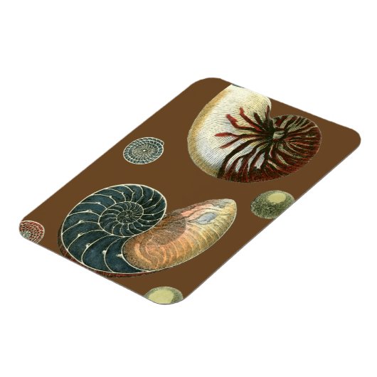 Coca Shell Magneet (Linkerzijde)