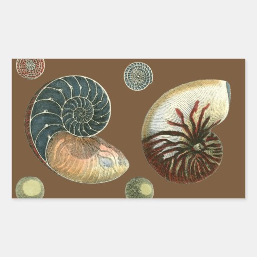 Coca Shell Rechthoekige Sticker (Voorkant)