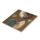 Coca Shell Tegeltje (Zijkant)