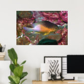 Cocao Damselfish Poster (Thuiskantoor)