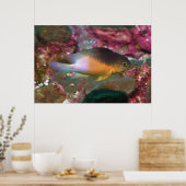 Cocao Damselfish Poster (Keuken)