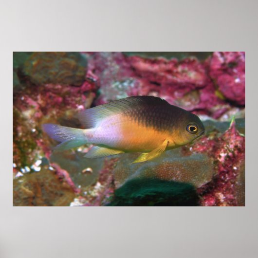 Cocao Damselfish Poster (Voorkant)