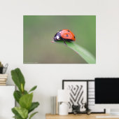 coccinelle poster (Thuiskantoor)