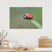 coccinelle poster (Keuken)
