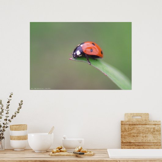 coccinelle poster (Keuken)