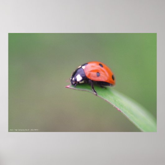 coccinelle poster (Voorkant)