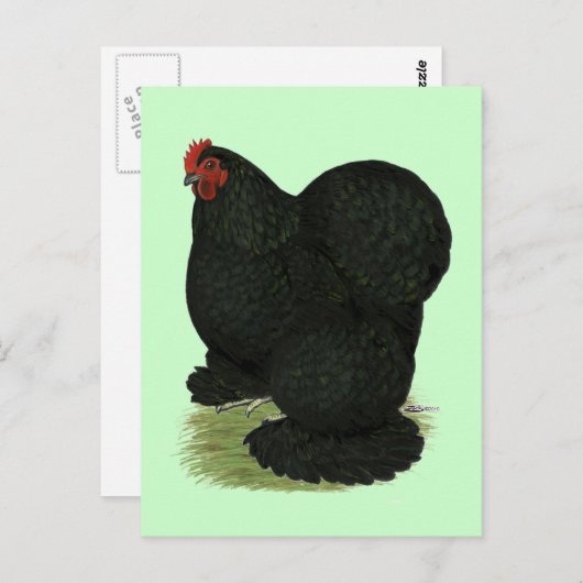 Cochin:  Black Hen Briefkaart (Voorkant / Achterkant)