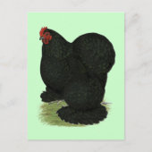 Cochin:  Black Hen Briefkaart (Voorkant)