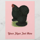 Cochin: Black Hen Flyer (Voorkant)