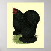 Cochin: Black Hen Poster (Voorkant)