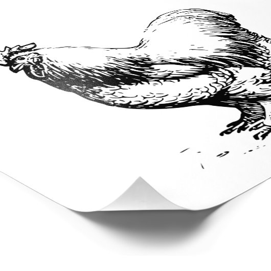 Cochin Chicken Foto Afdruk (Hoek)