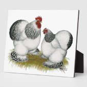 Cochin Columbian Bantams Fotoplaat (Zijkant)