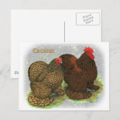 Cochin: Golden-laced2 Briefkaart (Voorkant / Achterkant)