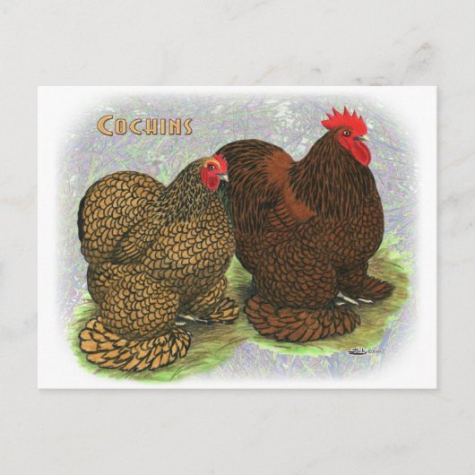 Cochin: Golden-laced2 Briefkaart (Voorkant)
