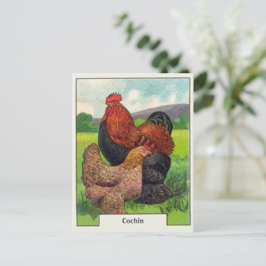  cochin kippen briefkaart (Staand voorkant)