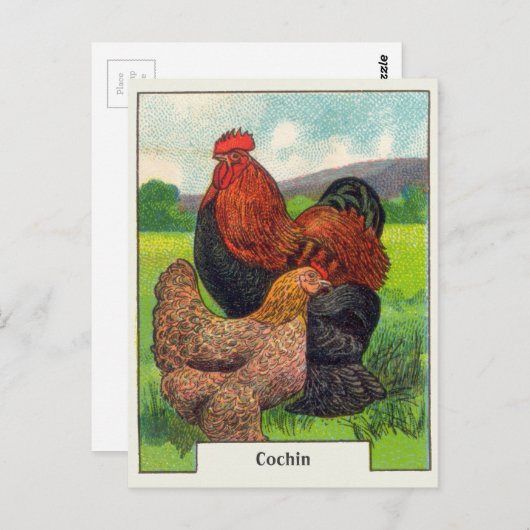  cochin kippen briefkaart (Voorkant / Achterkant)