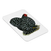 Cochin Mottled Hen Magneet (Rechterzijde)