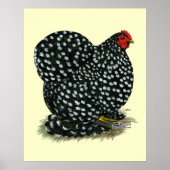 Cochin Mottled Hen Poster (Voorkant)