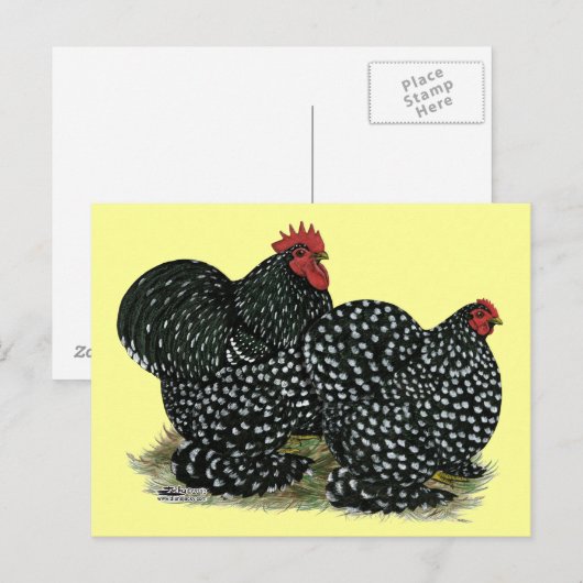 Cochin Mottled kippen Briefkaart (Voorkant / Achterkant)