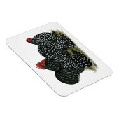 Cochin Mottled kippen Magneet (Rechterzijde)