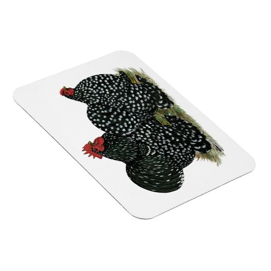 Cochin Mottled kippen Magneet (Rechterzijde)